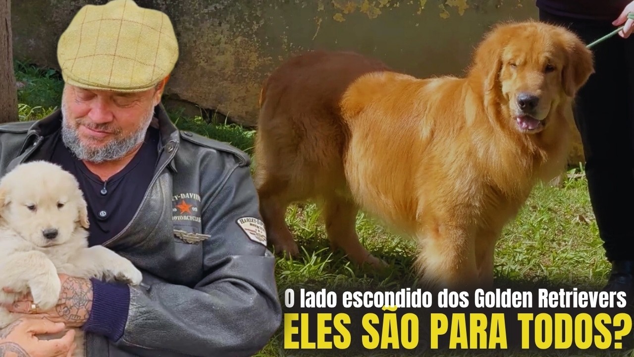 GOLDEN RETRIEVER: O CÃO QUE CONQUISTA TODO MUNDO!