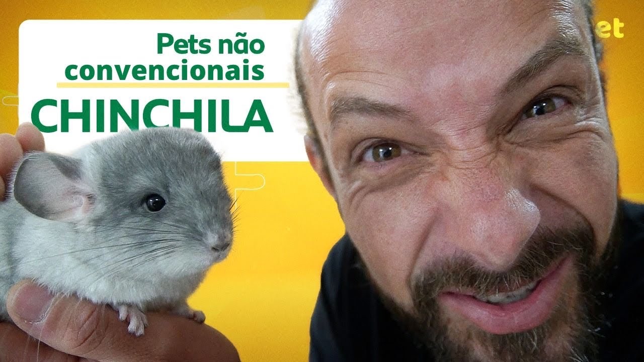 TUDO SOBRE AS CHINCHILAS | CANAL MAIS PET